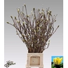 Magnolia Grandi Yellow