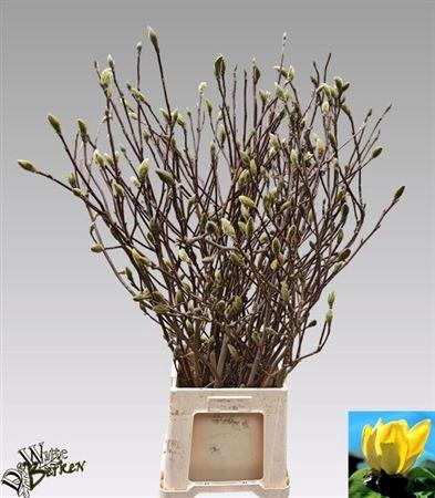 Magnolia Grandi Yellow