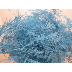 Asp Lang Get Ice Blue