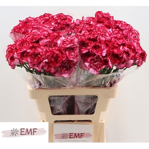 DI ST BACARAT PURPLE