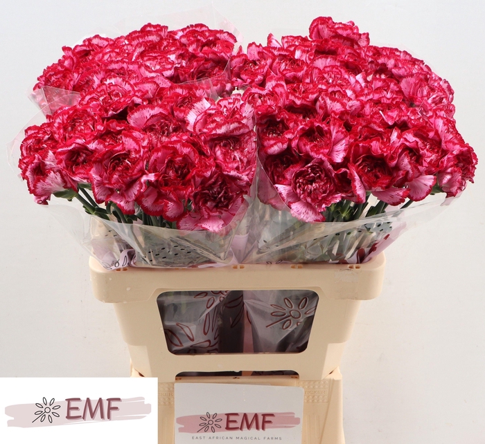 <h4>DI ST BACARAT PURPLE</h4>