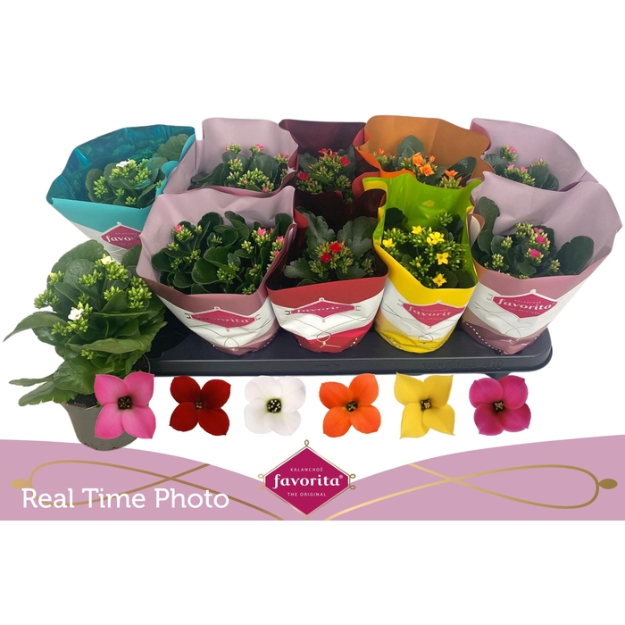 <h4>KAL EN GEM 6 KL</h4>