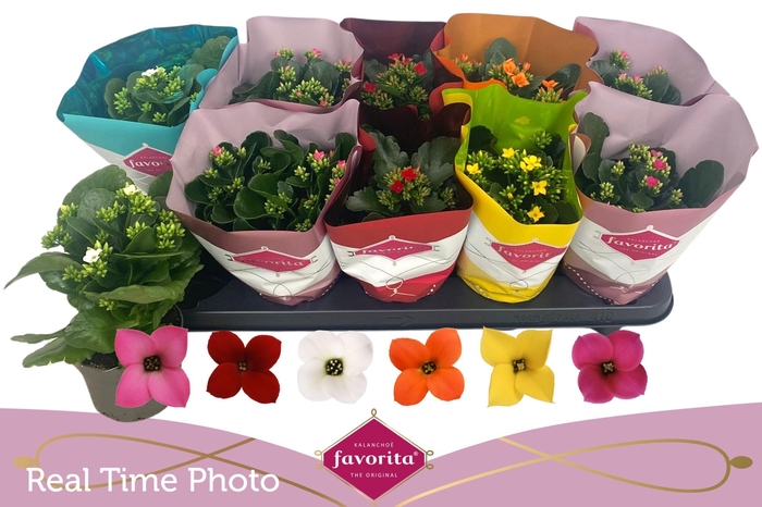 <h4>KAL EN GEM 6 KL</h4>