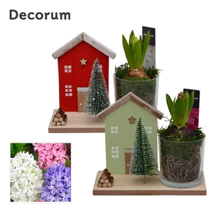 Hyacint Kersthuisje HL15252 [PURE]