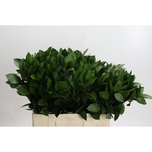 RUSCUS HYPOPHYLLUM