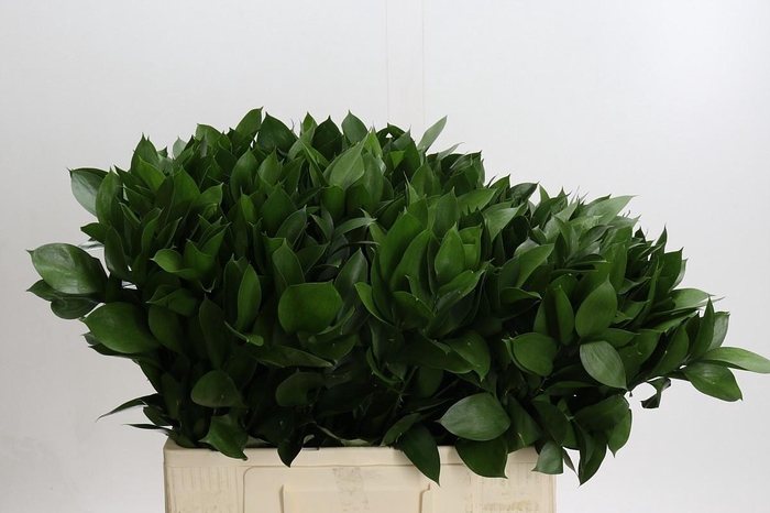 <h4>RUSCUS HYPOPHYLLUM</h4>