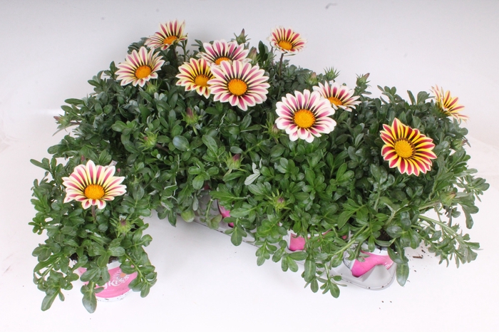 <h4>Gazania Rigens White Flame</h4>