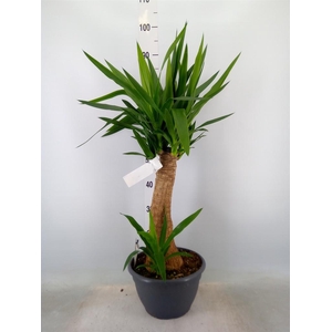 Yucca elephantipes   ...