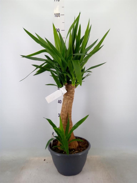 <h4>Yucca elephantipes ...</h4>