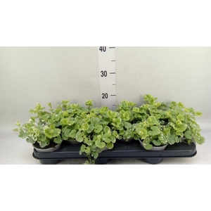 Glechoma hederacea 'Variegata'