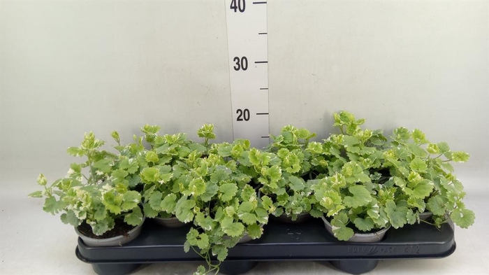 <h4>Glechoma hederacea 'Variegata'</h4>