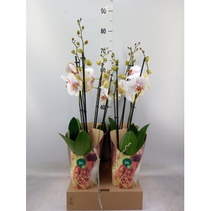 Phalaenopsis   ...white