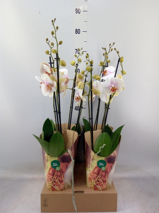 <h4>Phalaenopsis   ...white</h4>