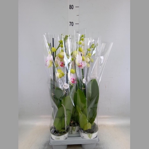 Phalaenopsis  'Bohemian Goya'