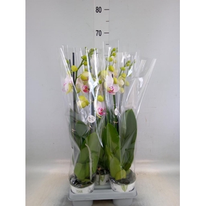 Phalaenopsis  'Bohemian Goya'