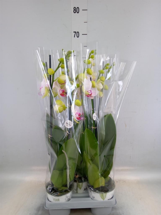 <h4>Phalaenopsis  'Bohemian Goya'</h4>
