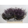 Limonium ov Safora Dark Blue