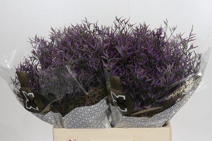 Limonium ov Safora Dark Blue