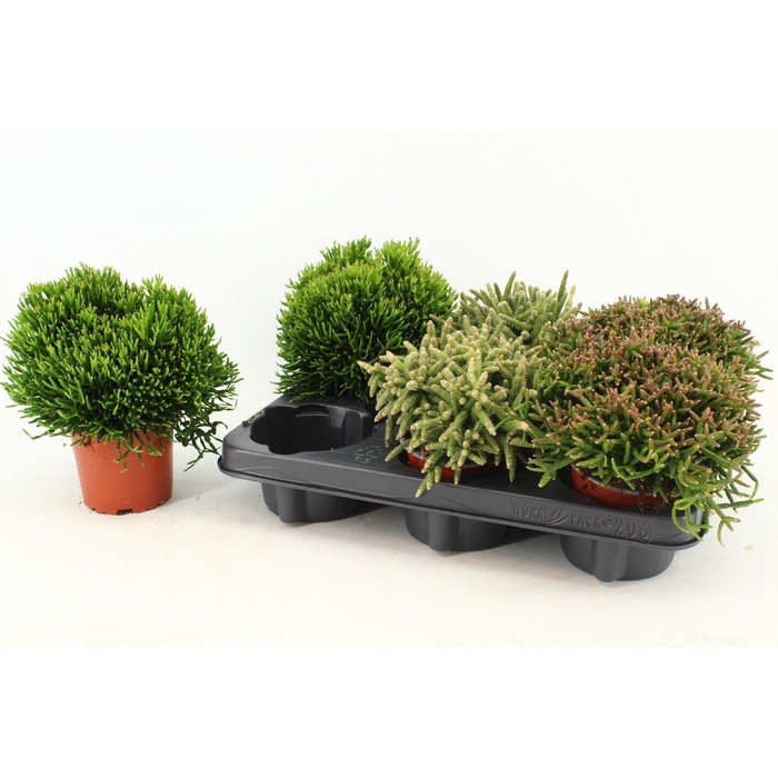 <h4>RHIPSALIS GEM</h4>