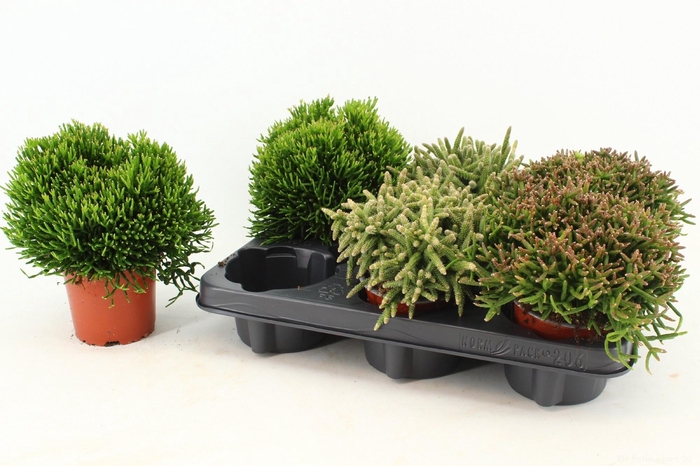 RHIPSALIS GEM