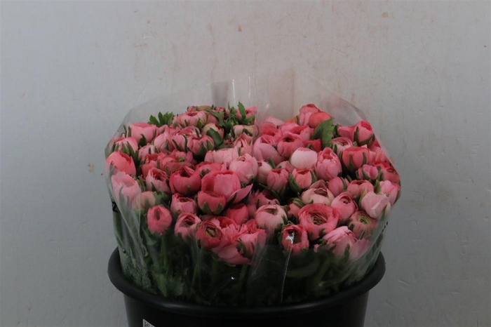 <h4>Ran Elegance Light Pink</h4>