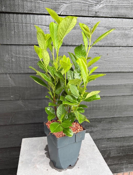 <h4>Prunus laurocerasus 'Rotundifolia' P17</h4>