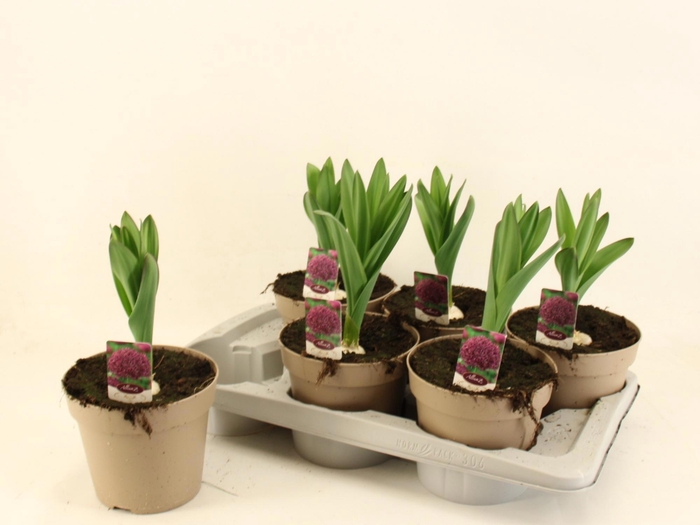 <h4>ALLI GIGANTEUM</h4>