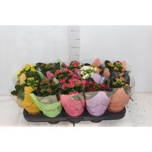 KALANCHOE P11