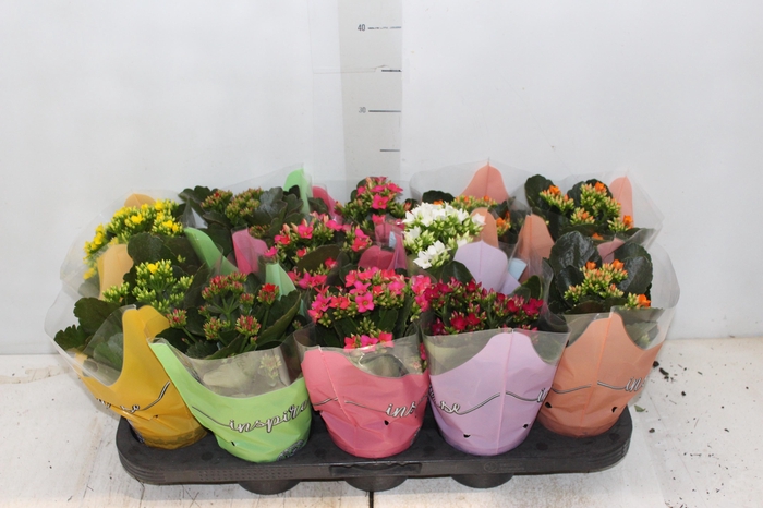 <h4>KALANCHOE P11</h4>