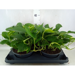 Epipremnum pinn. 'Aureum'