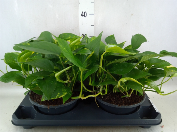 <h4>Epipremnum pinn. 'Aureum'</h4>