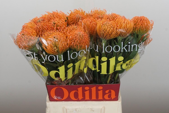 <h4>Nutans Ayoba Peach</h4>