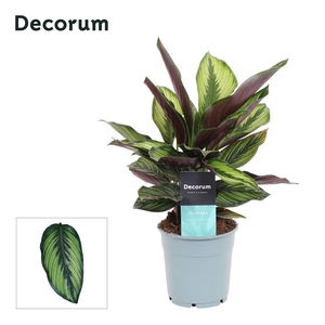 Calathea Princeps (Decorum)