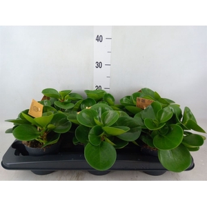 Peperomia obt. 'Green Gold'