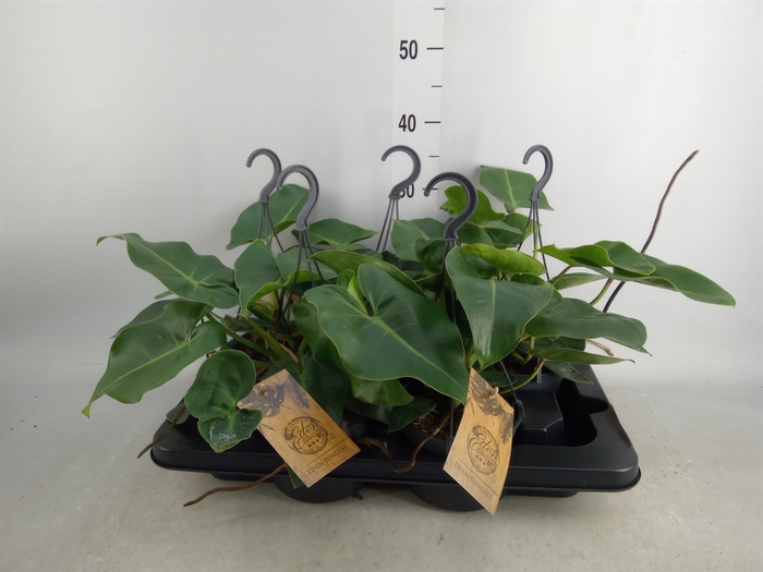 <h4>Philodendron   ...</h4>