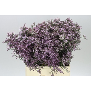 Lim. Saf Lilac