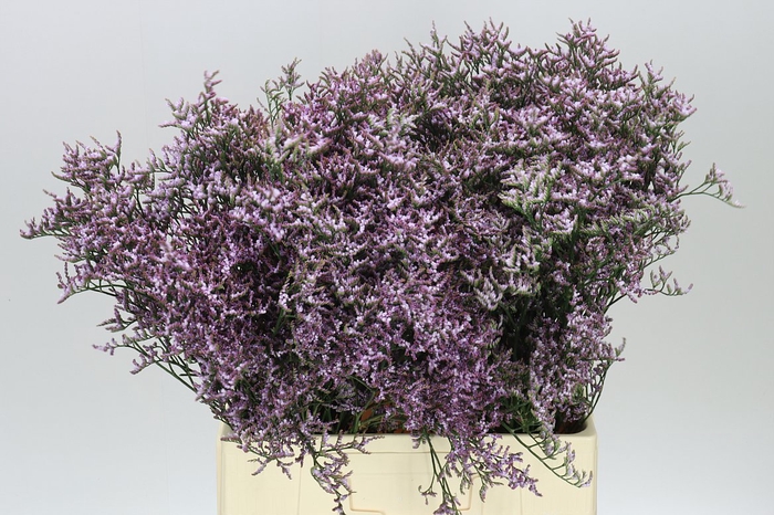 <h4>Lim. Saf Lilac</h4>