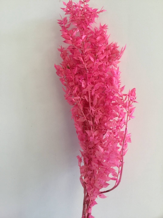 DRIED FLOWERS - RUSCUS PINK per bos