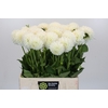 Dahlia Boom Boom White