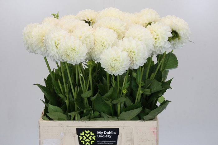 <h4>Dahlia Boom Boom White</h4>