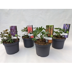 Lupinus 'West Country' Mix Kar - 23 cm