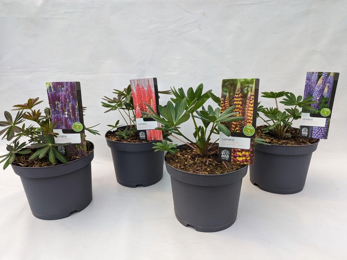 <h4>Lupinus 'West Country' Mix Kar - 23 cm</h4>