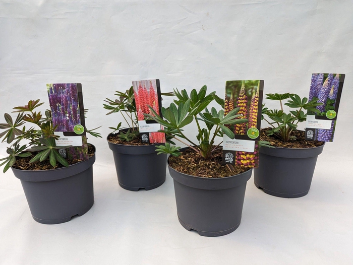 <h4>Lupinus 'West Country' Mix Kar - 23 cm</h4>