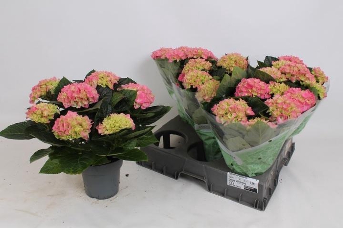 <h4>HYDR M HI RIVER</h4>