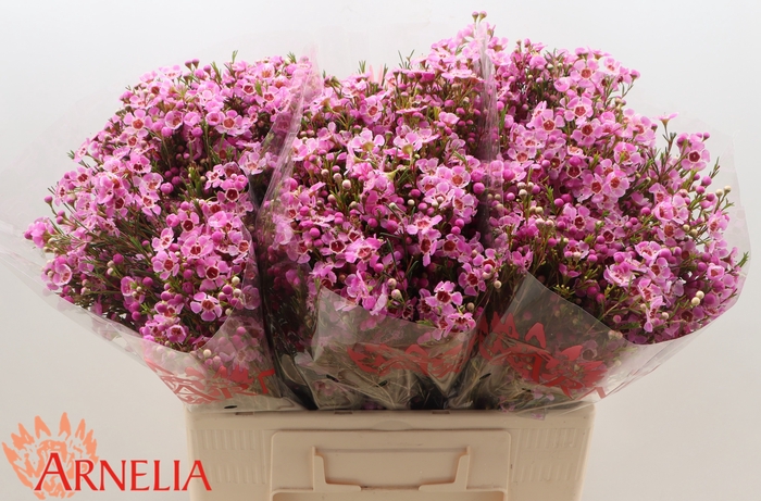 <h4>Chamelaucium 'niek's Pride'</h4>