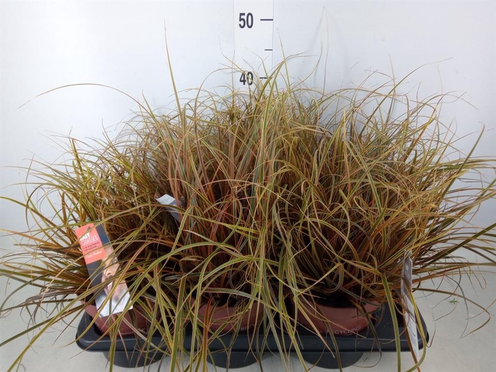 <h4>Uncinia rubra</h4>