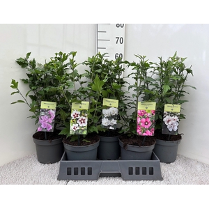 HIBIS SYRIACUS