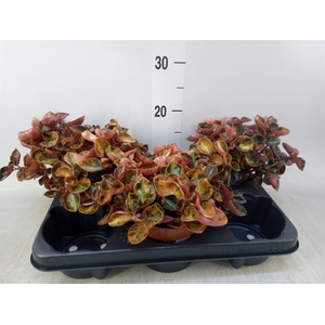 Peperomia caperata   ...