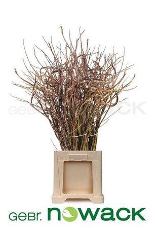 <h4>Salix Bandwilg</h4>