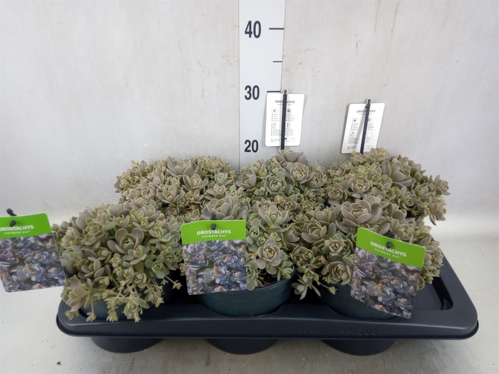 <h4>Orostachys furusei</h4>